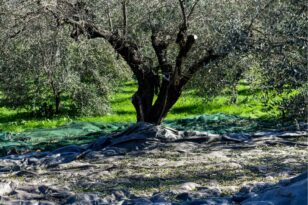 Γαλλία: Αναφορές στις επιπτώσεις της κλιματικής αλλαγής στην παραγωγή ελαιόλαδου στην Ελλάδα και στις τιμές έκαναν ΜΜΕ