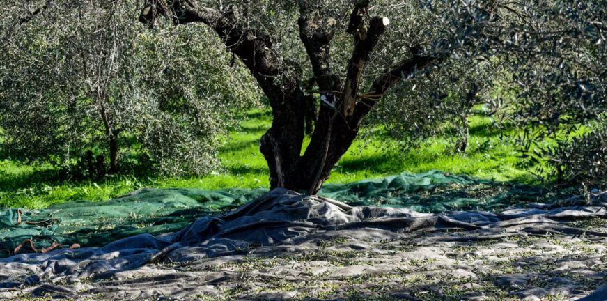 Γαλλία: Αναφορές στις επιπτώσεις της κλιματικής αλλαγής στην παραγωγή ελαιόλαδου στην Ελλάδα και στις τιμές έκαναν ΜΜΕ