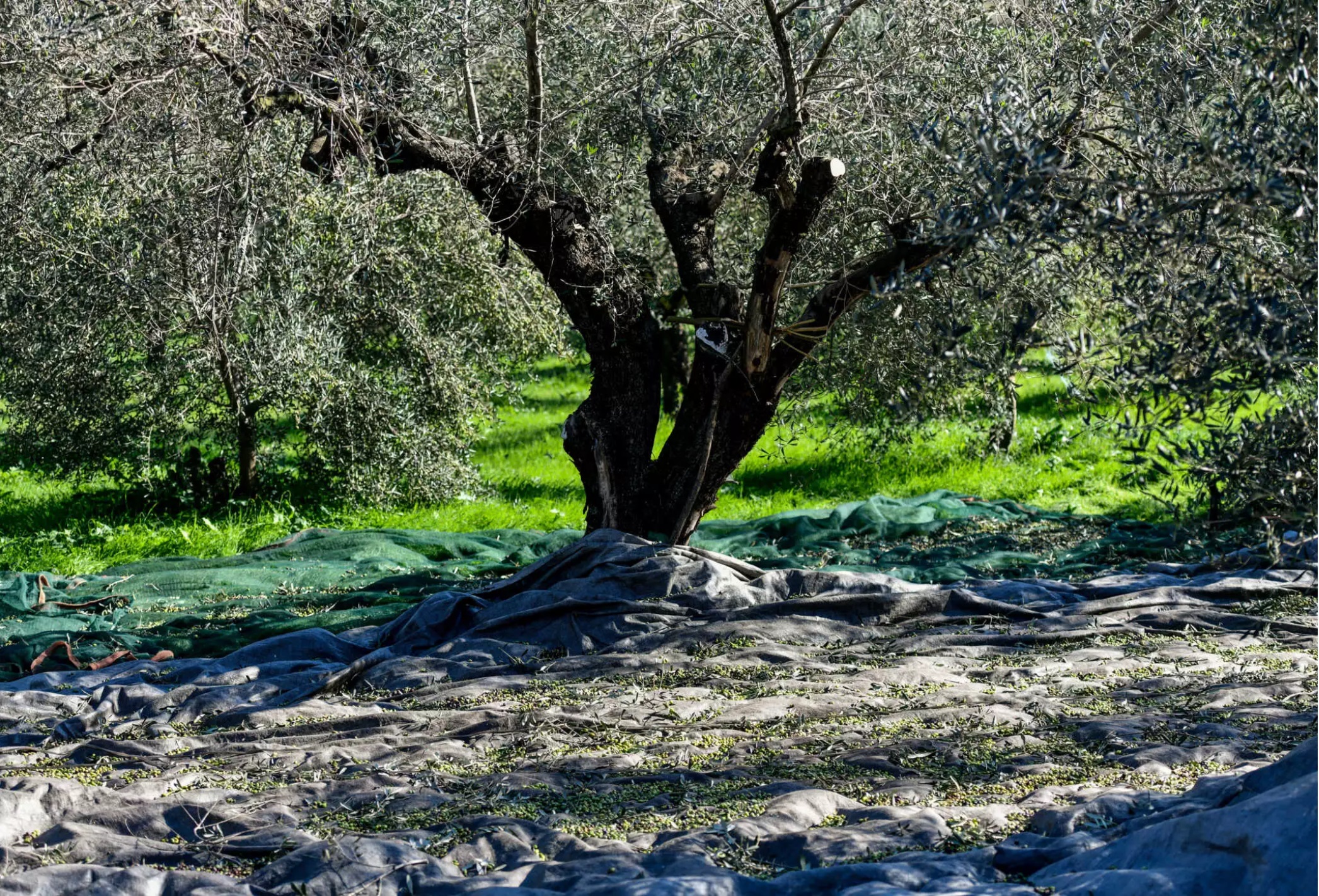 Αθήνα: Επιστροφή στη γενέτειρα για τη συγκομιδή ελιών και τραγικό τέλος κάτω από δέντρο