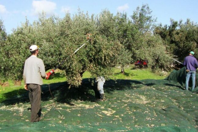 Ξάνθη: Kλέβουν τις ελιές από τα δέντρα – Ο «ποντικός» που άρπαξε 620 κιλά από ελαιώνα