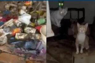 Αγρίνιο: Σπίτι «κολαστήριο» για σκύλους και γάτες - Τρέφονταν με πτώματα άλλων ζώων!