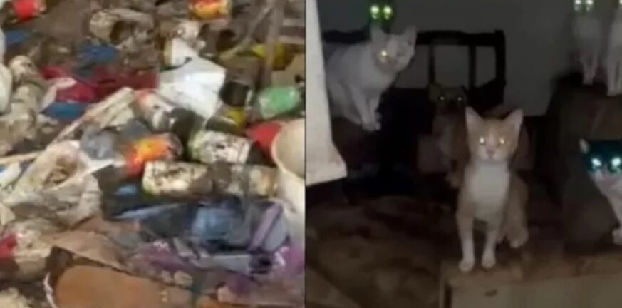 Αγρίνιο: Σπίτι «κολαστήριο» για σκύλους και γάτες - Τρέφονταν με πτώματα άλλων ζώων!