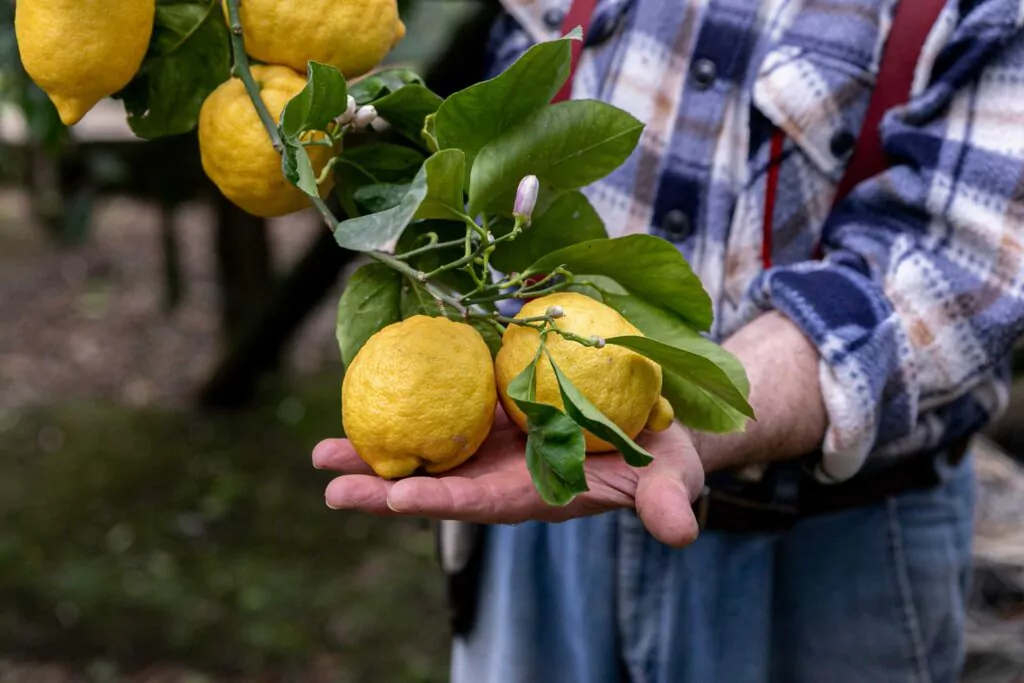 The way to retailer lemons so that they keep contemporary longer
 – 2024-06-16 13:21:41