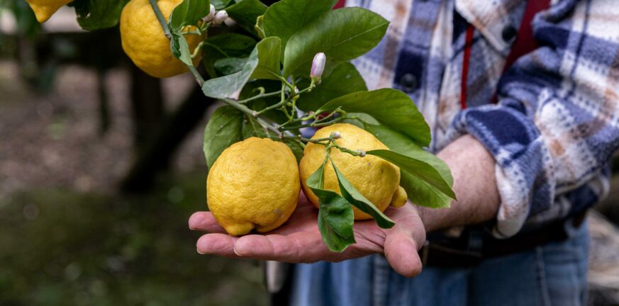 Μειωμένη η παραγωγή λεμονιών στην Αιγιάλεια: «Επνιξαν» την αγορά με εισαγωγές