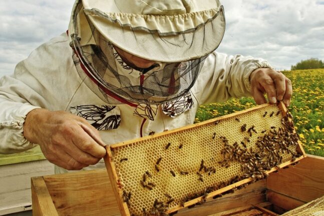 Εκδήλωση για τη Μελισσοκομία με τη στήριξη της Περιφέρειας Δυτικής Ελλάδας