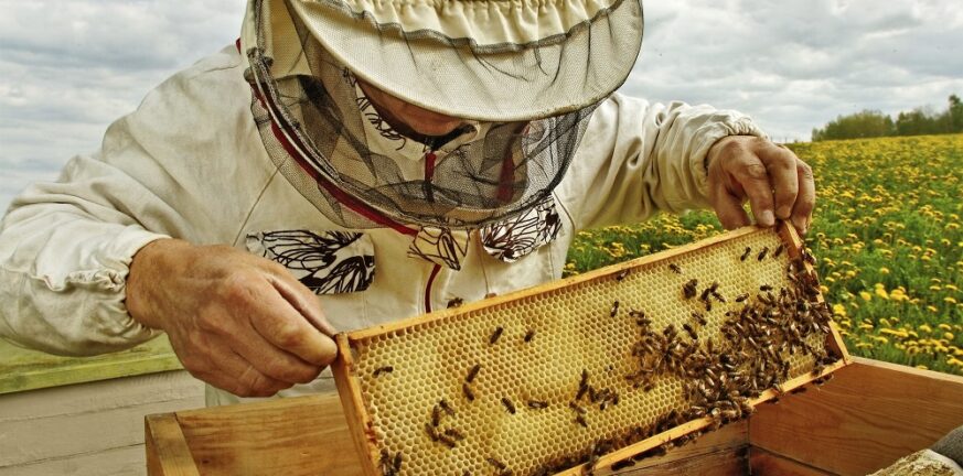 Μελισσοκομία,Εκδήλωση