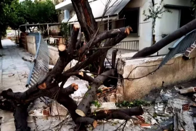 Παραλίγο τραγωδία στον Ωρωπό: Δέντρο καταπλάκωσε όχημα που επέβαινε τετραμελής οικογένεια