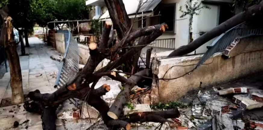Παραλίγο τραγωδία στον Ωρωπό: Δέντρο καταπλάκωσε όχημα που επέβαινε τετραμελής οικογένεια