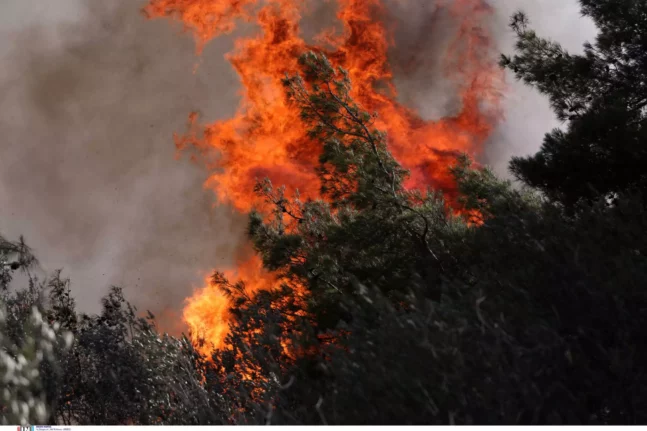 Κατερίνη: Φωτιά σε δάσος - Μεγάλη επιχείρηση της πυροσβεστικής