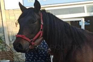 Άλογο εισέβαλε σε επιχείρηση στη Χαλκιδική και έκανε ζημιές