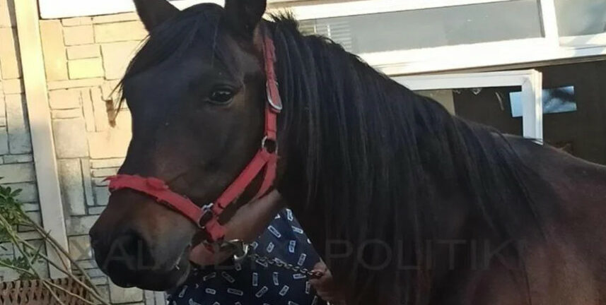 Άλογο εισέβαλε σε επιχείρηση στη Χαλκιδική και έκανε ζημιές