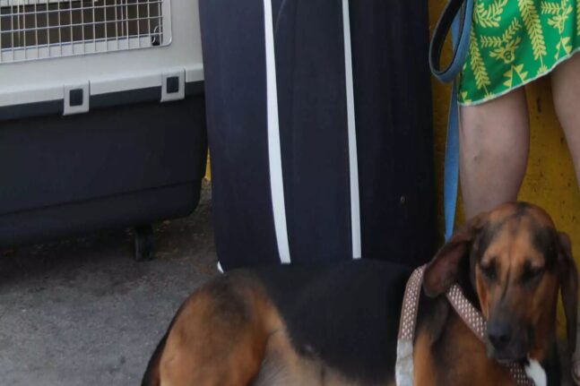 Ζάκυνθος: Προσαγωγή δύο ανδρών για τον θανάσιμο πυροβολισμό σκύλου