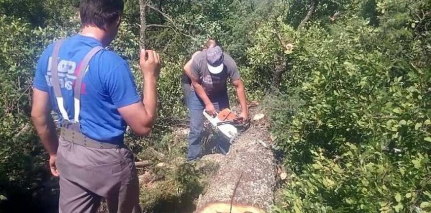 Πάτρα: Εκοβαν ξύλα από οικόπεδο του ΟΑΕΔ - Επ' αυτοφώρω συλλήψεις
