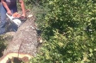 Πάτρα: Εκοβαν ξύλα από οικόπεδο του ΟΑΕΔ - Επ' αυτοφώρω συλλήψεις