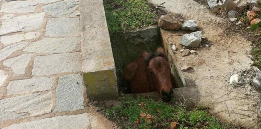 Ξάνθη: Πυροσβέστες έδωσαν αλογάκι που είχε πέσει σε φρεάτιο