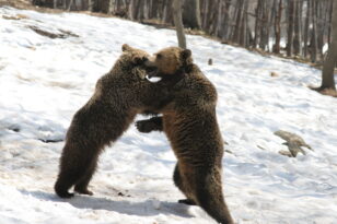 Σε χειμερία νάρκη οι αρκούδες του Αρκτούρου