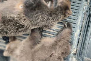 Κτηνωδία στην Καστοριά: Άγνωστοι σκότωσαν αρκούδα και τα δυο της αρκουδάκια