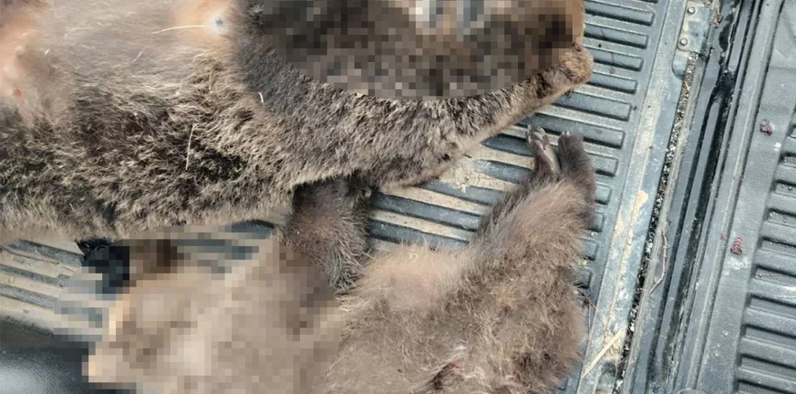 Κτηνωδία στην Καστοριά: Άγνωστοι σκότωσαν αρκούδα και τα δυο της αρκουδάκια