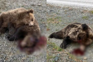 Κόνιτσα: Σκότωσαν μαμά αρκούδα με το μικρό της στην Εθνική Οδό – Σοκάρουν οι εικόνες