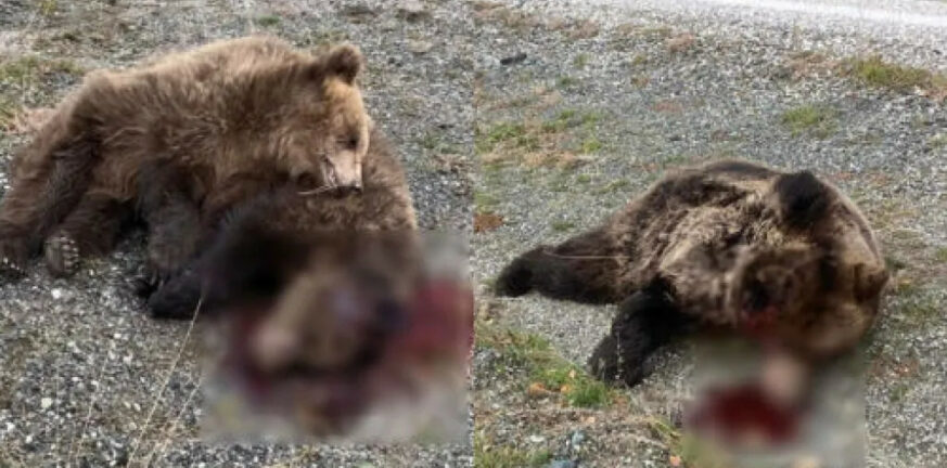Κόνιτσα: Σκότωσαν μαμά αρκούδα με το μικρό της στην Εθνική Οδό – Σοκάρουν οι εικόνες