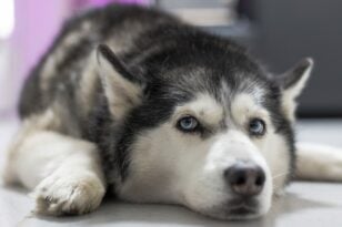 Αράχωβα: Χάσκι σκύλος κακοποιήθηκε σεξουαλικά με αιχμηρό αντικείμενο - Χτυπήματα σε κεφάλι και πλευρά, «άναυδη η κτηνίατρος»