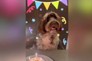 Ο Στέφανος Κασσελάκης ανέβασε βίντεο στο Instagram για τα γενέθλια του σκύλου του, Farlie