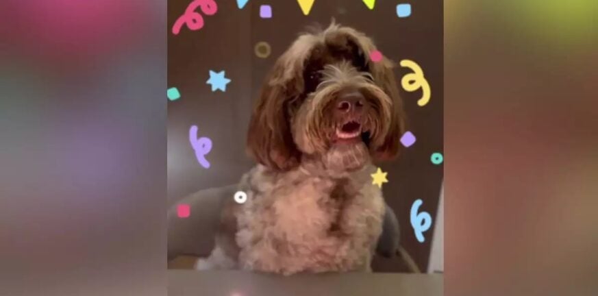 Ο Στέφανος Κασσελάκης ανέβασε βίντεο στο Instagram για τα γενέθλια του σκύλου του, Farlie