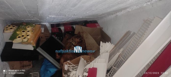 Ναύπακτος: Βρήκαν... τσακάλι σε αποθήκη μέσα στην πόλη - Επιχείρηση διάσωσης από την Πυροσβεστική ΦΩΤΟ - ΒΙΝΤΕΟ