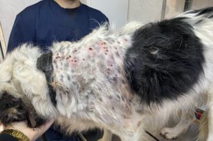 Η έγκαιρη φροντίδα από το ΔΙΚΕΠΑΖ έσωσε σε δύο πυροβολημένους σκύλους