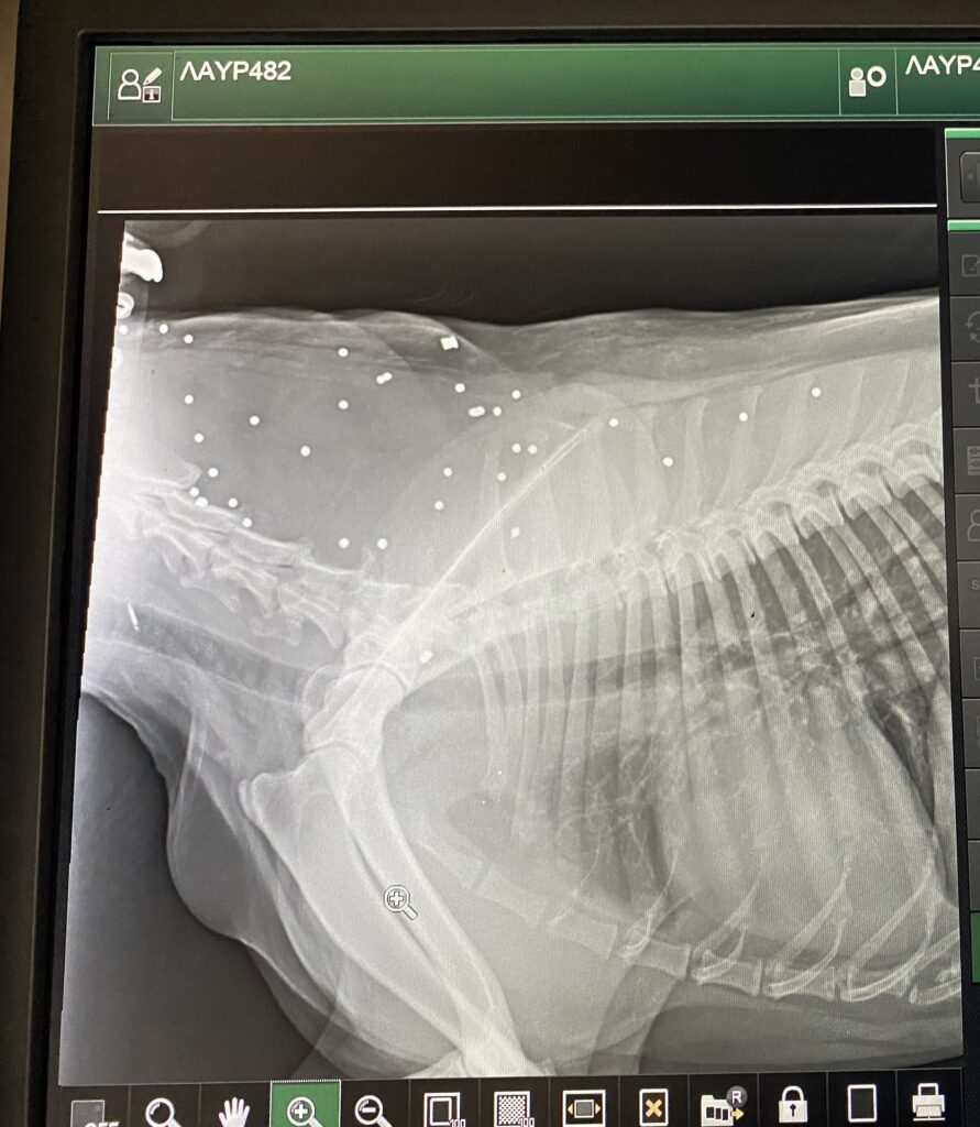 Η έγκαιρη φροντίδα από το ΔΙΚΕΠΑΖ έσωσε σε δύο πυροβολημένους σκύλους