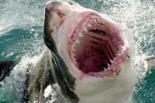 Επίθεση καρχαρία σε 20χρονο - Οι γιατροί ακρωτηρίασαν το πόδι του - Συγκλονιστικό ΒΙΝΤΕΟ
