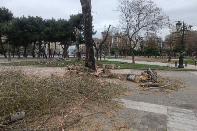 Πάτρα: Δολιοφθορά η κοπή των δέντρων λέει ο Δήμος