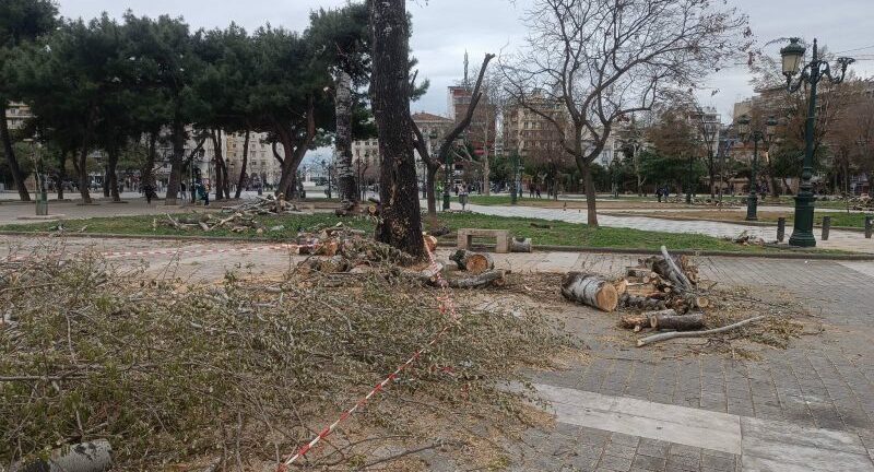 Πάτρα: Δολιοφθορά η κοπή των δέντρων λέει ο Δήμος