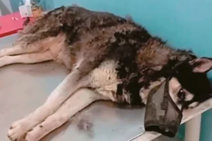 Aράχωβα: Ταυτοποιήθηκε ο δράστης θανάτωσης του Ολιβερ - Καθηγητής Κτηνιατρικής: Το ζώο κακοποιήθηκε από άνθρωπο
