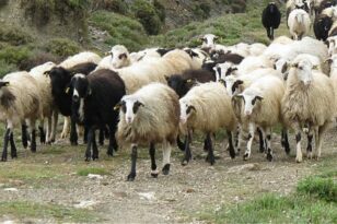 Φθιώτιδα: Εντοπίσθηκε κρούσμα ευλογιάς σε πρόβατα στη Μαλεσίνα