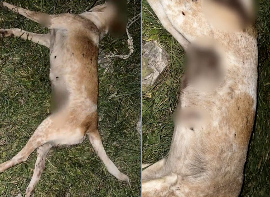 Βόλος: Νέο περιστατικό κακοποίησης σκύλου – Πυροβόλησαν αδέσποτη σκυλίτσα ΦΩΤΟ