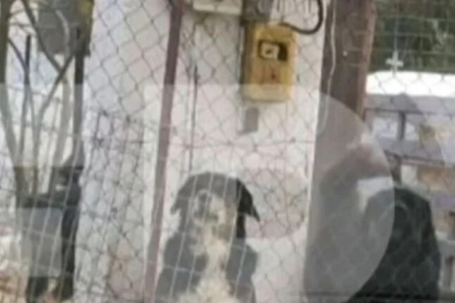 Θεσσαλονίκη: Είχε κατηγορηθεί για βιασμό ο ιδιοκτήτης των σκυλιών που κατασπάραξαν την 50χρονη