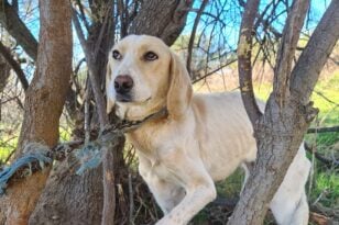Ηλεία: Έδεσαν σκυλίτσα σε δέντρο στο δάσος της Στροφυλιάς - ΒΙΝΤΕΟ