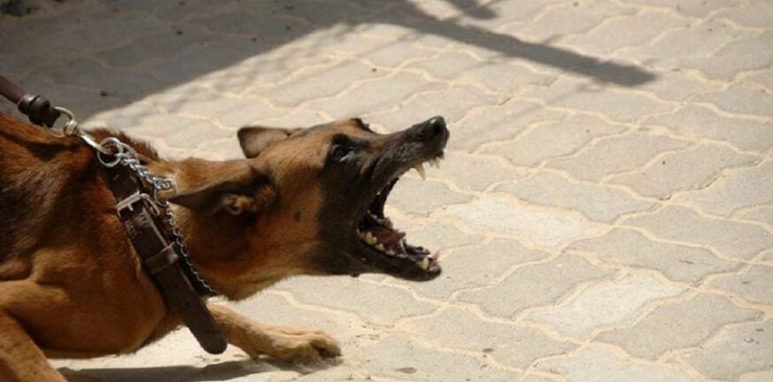 Κρήτη: Επίθεση σκυλιών σε 16χρονη - Συνελήφθησαν οι ιδιοκτήτες