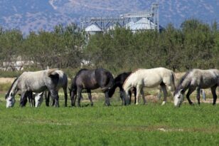 Φρίκη με τα τεμαχισμένα άλογα στα Γρεβενά - Τι λέει ο ιδιοκτήτης του στάβλου