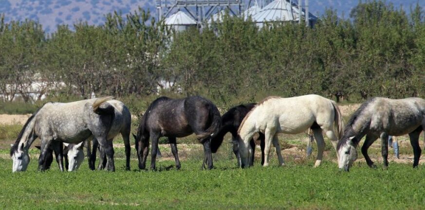 Κτηνωδία στα Γρεβενά: Άγνωστοι σκότωσαν και... τεμάχισαν πέντε άλογα 