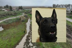 Ηλεία: Ο σκύλος Echo στις έρευνες για τον αγνοούμενο οδηγό που παρασύρθηκε από τον χείμαρρο