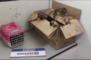 Πεινασμένα και αφυδατωμένα μαϊμουδάκια βρέθηκαν σε τελωνείο της Χιλής – Μεταφέρονταν λαθραία μέσα σε σακίδιο
