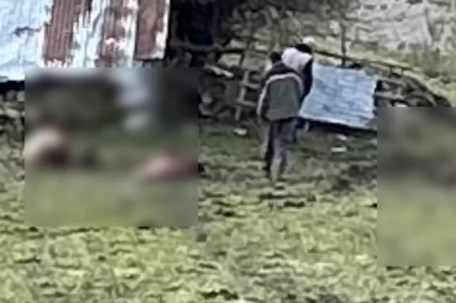Παρέμβαση της αντεισαγγελέως του Αρείου Πάγου για τη θανάτωση 4 αλόγων στα Γρεβενά