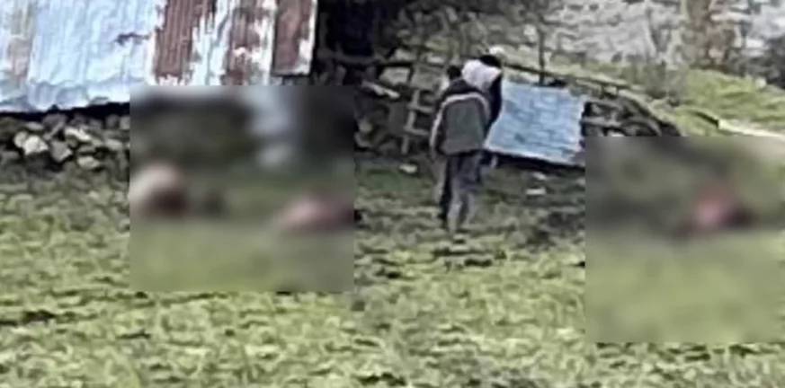 Παρέμβαση της αντεισαγγελέως του Αρείου Πάγου για τη θανάτωση 4 αλόγων στα Γρεβενά