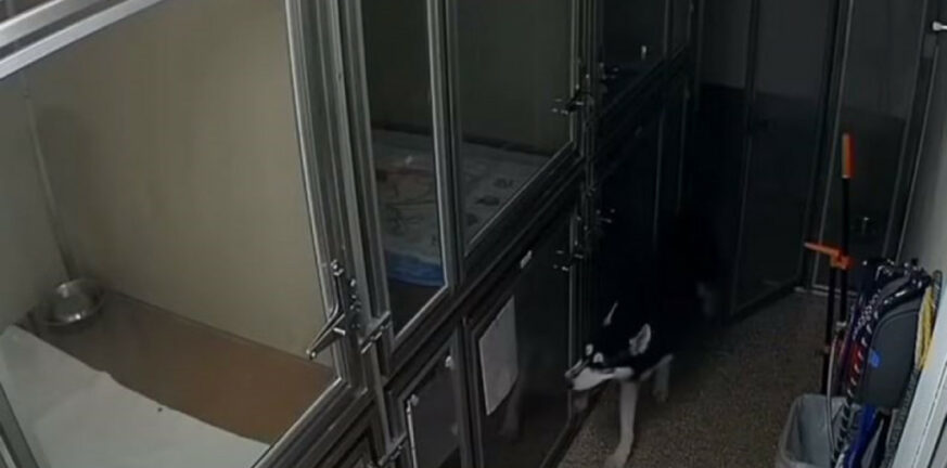 Αριζόνα: Χάσκι το έσκασε από το κλουβί του και προσπάθησε να απελευθερώσει και τους άλλους σκύλους ΒΙΝΤΕΟ