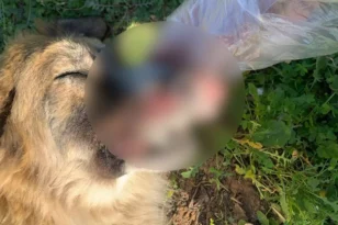 Μέγαρα: Θρίλερ με την κακοποίηση του σκύλου – Ρήξη σπλήνας η αιτία θανάτου