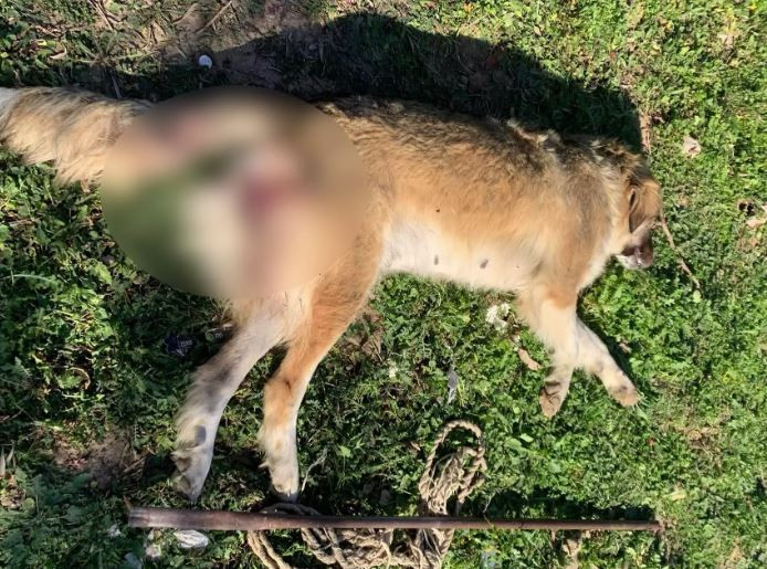 Μέγαρα: Σοκάρει νέα υπόθεση κακοποίησης και θανάτωσης σκύλου - ΣΚΛΗΡΕΣ ΕΙΚΟΝΕΣ