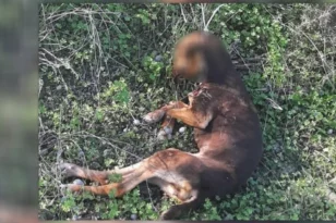 Κτηνωδία: Σκυλί βρέθηκε κρεμασμένο σε χωριό του Ηρακλείου