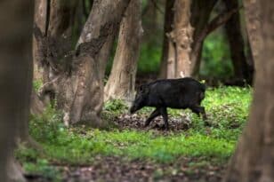 Θεσσαλονίκη: Κρούσμα αφρικανικής πανώλης των χοίρων σε εκτροφή στον Δήμο Βόλβης